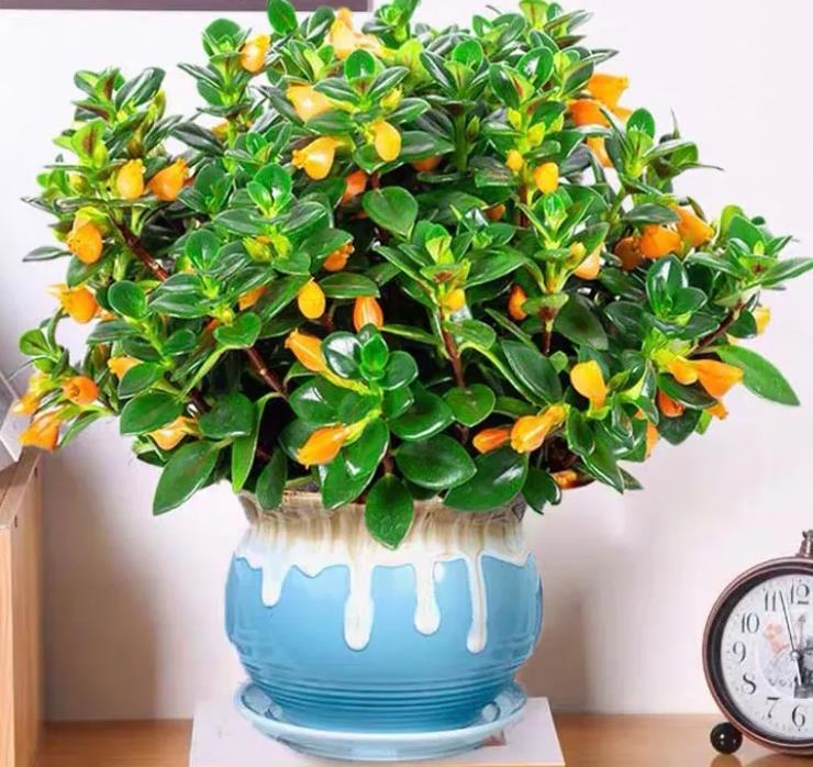 金鱼吊兰冬天怎么养最好,金鱼吊兰的冬季室内养护方法