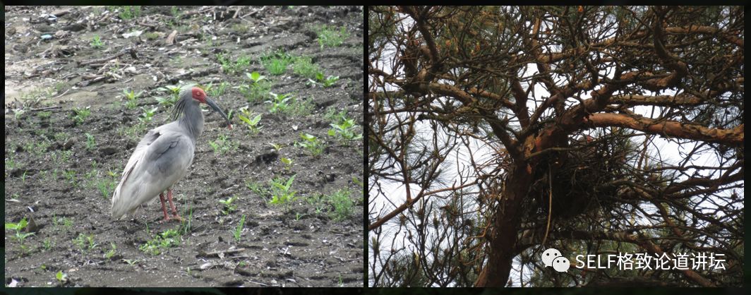 科学家如何观察植物,鸟类的研究方法