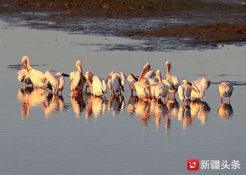 塔城鸟踪：白鹈鹕吃鱼讲究仪式感
