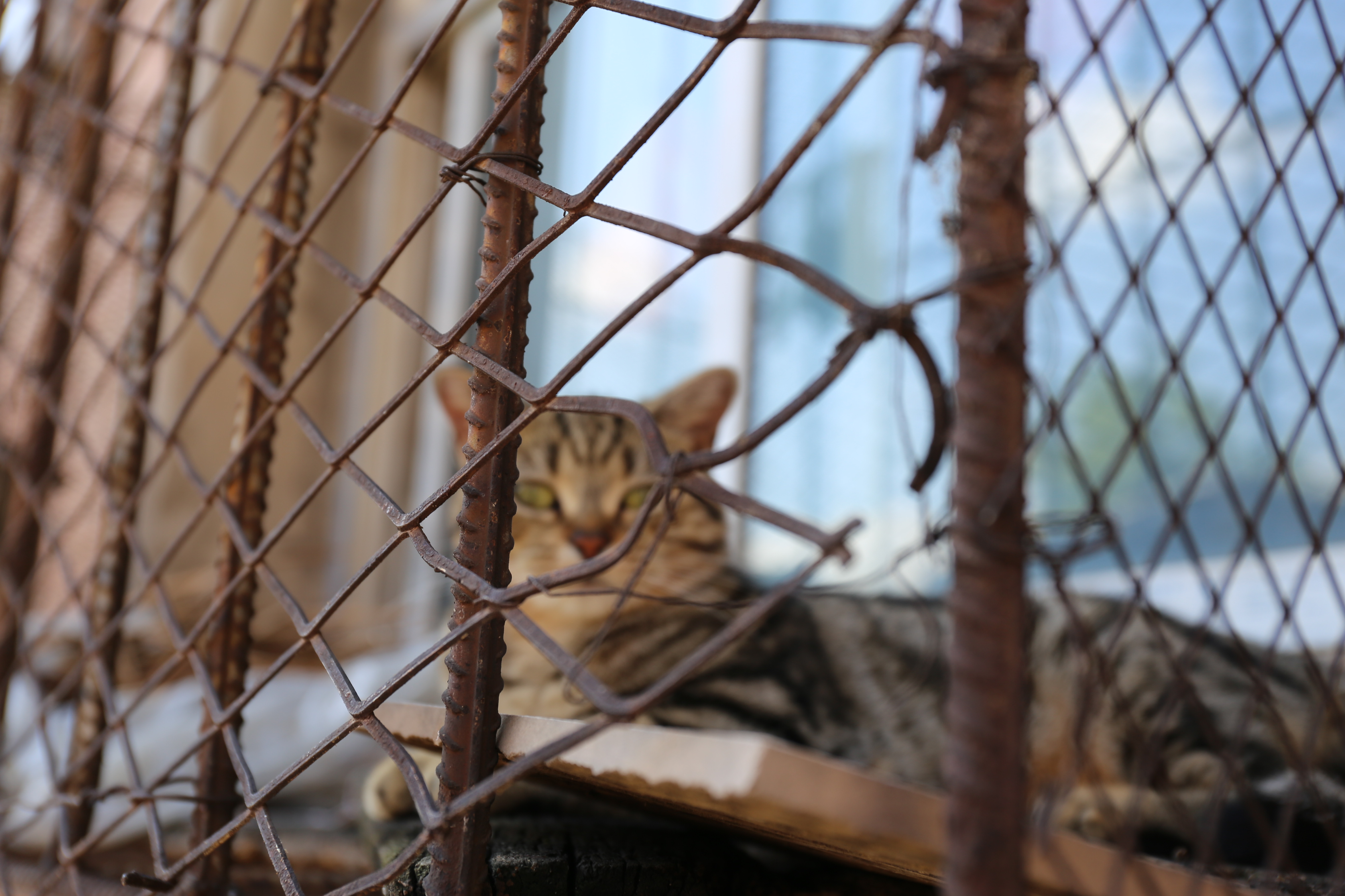 栾祥平出席活动,中医名家针灸治疗视频