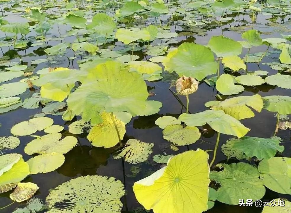 莲藕田越肥越好吗,莲藕塘施肥高产方法