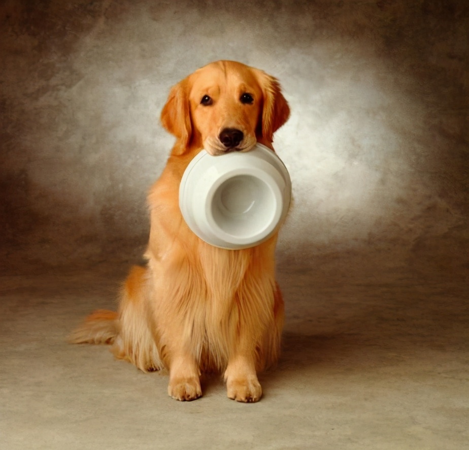 金毛优缺点大全,养金毛优缺点