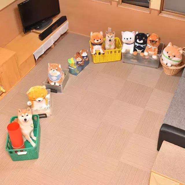 日本博主给两只柴犬买了几十只玩偶，变成大型实物版“连连看”…
