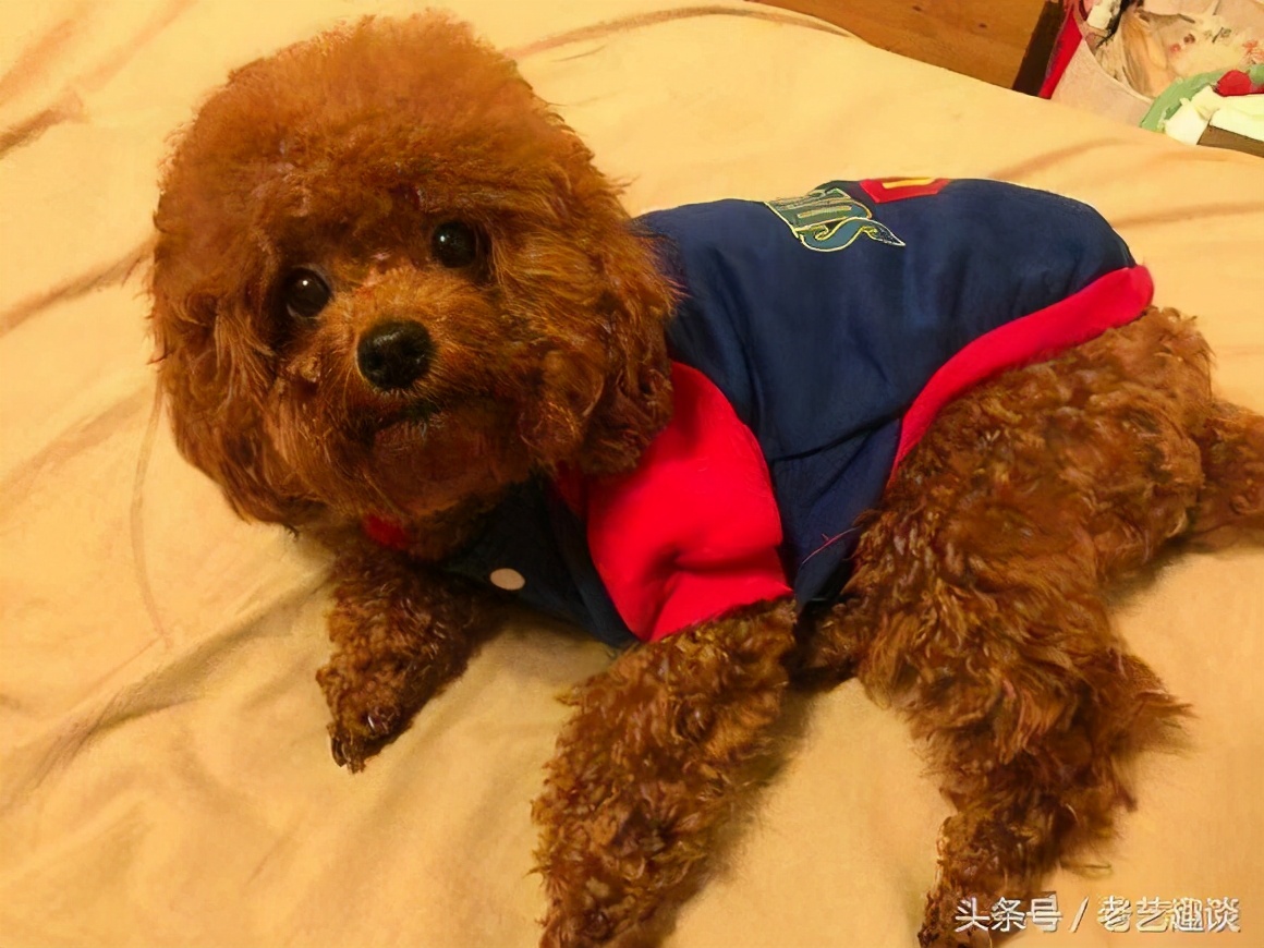 泰迪换主人要多久才会认定新主人,泰迪换乳牙是几个月