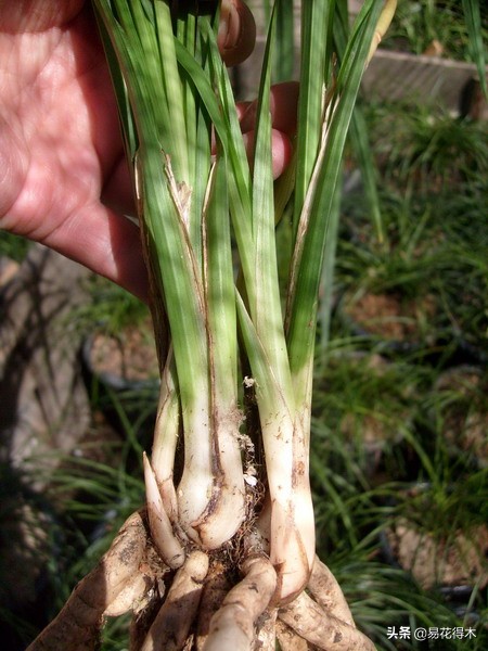 大雪素莲瓣兰和剑阳蝶多少钱一苗,莲瓣兰大雪素和老种大雪素的区别