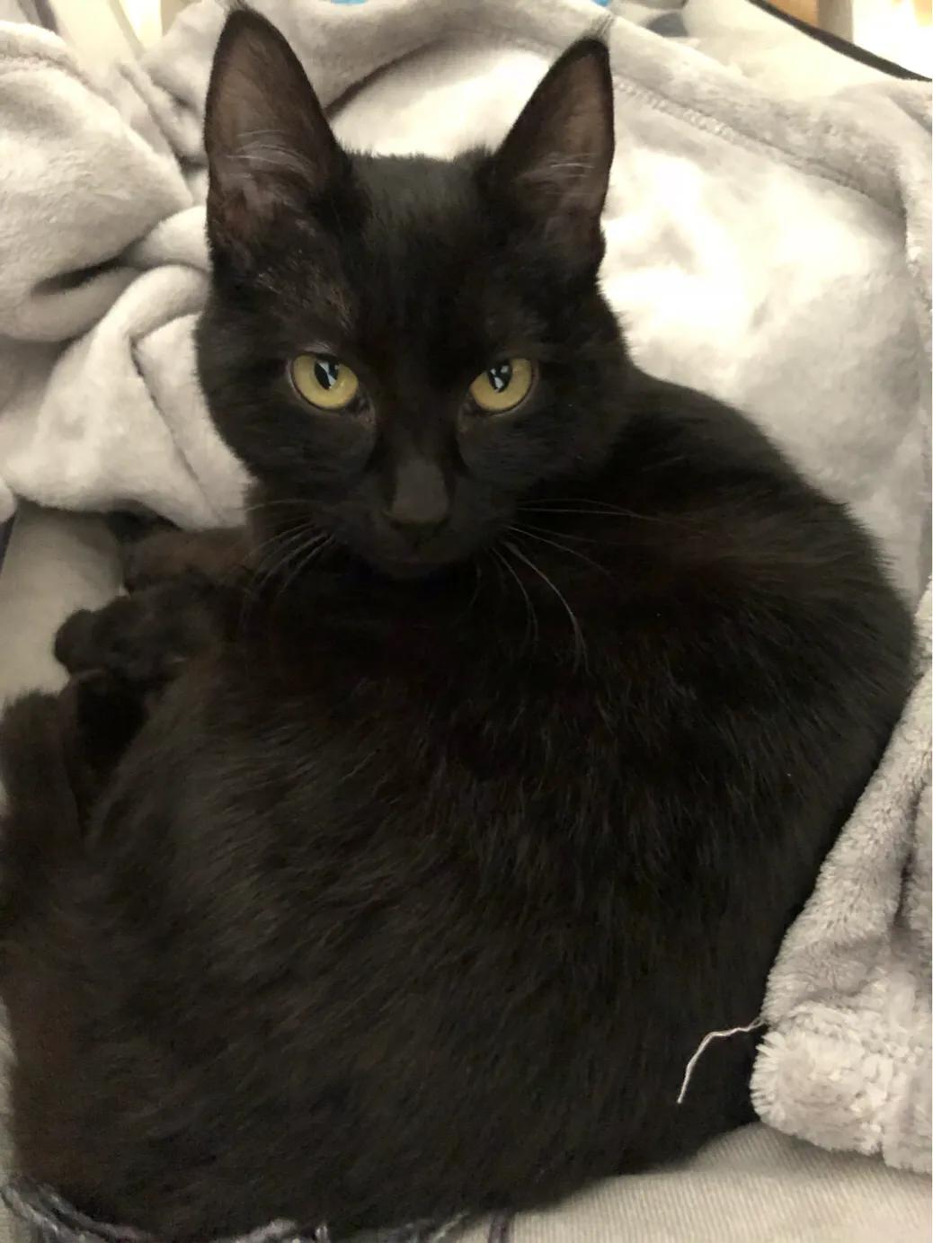 猫咪得了猫瘟如何在家治愈