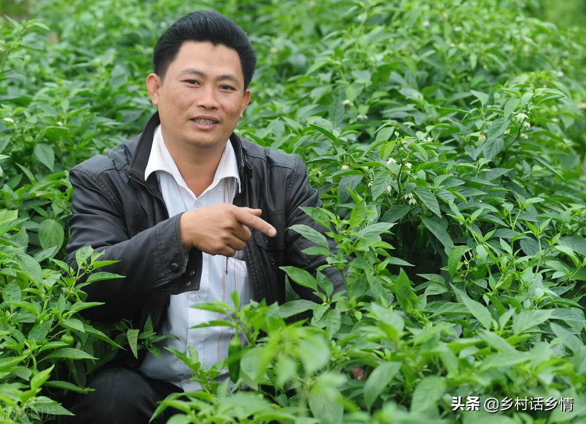 辣椒茄子枯萎烂根怎样预防治疗,辣椒茄子番茄种一起了怎么办