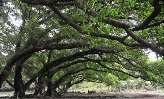 庭院常见的吉祥树,一