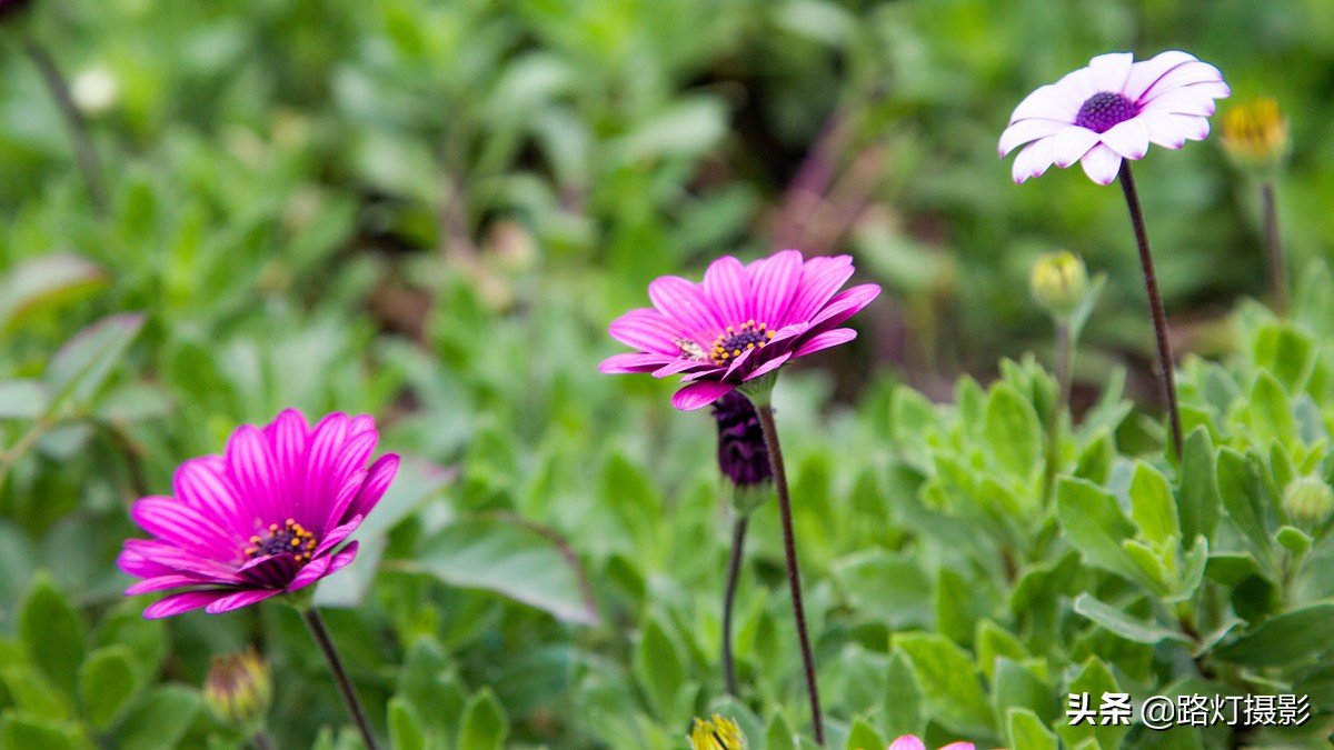 云南那些不为人知的好地方,云南红河风景区