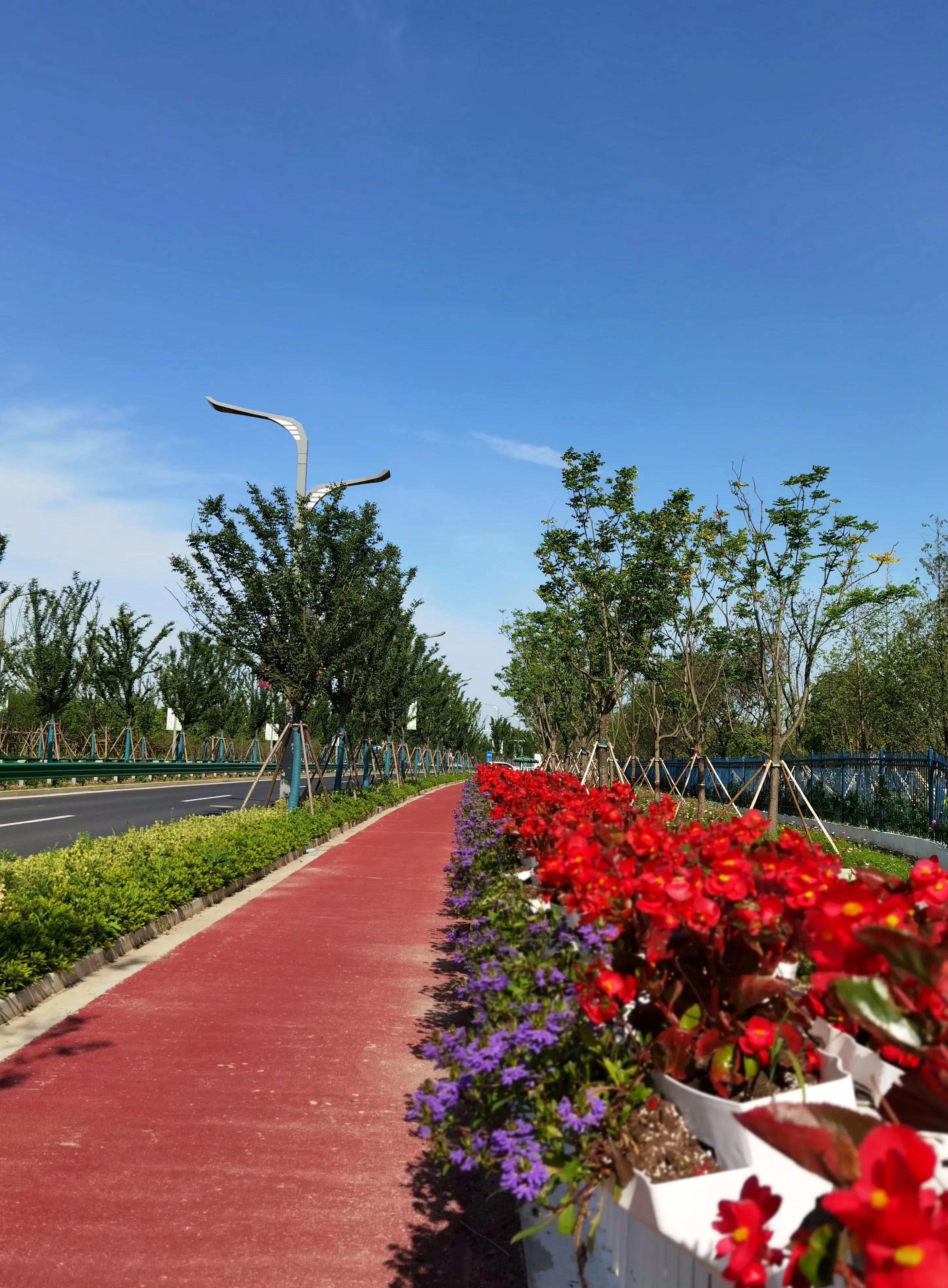 关于崇明花博会,崇明花博会全程花景