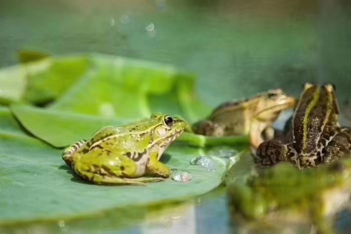 汇泽青蛙养殖前景,青蛙养殖场怎么加盟