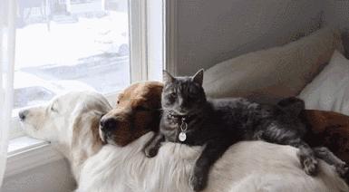 疫情中的替代性创伤,疫情替代性创伤