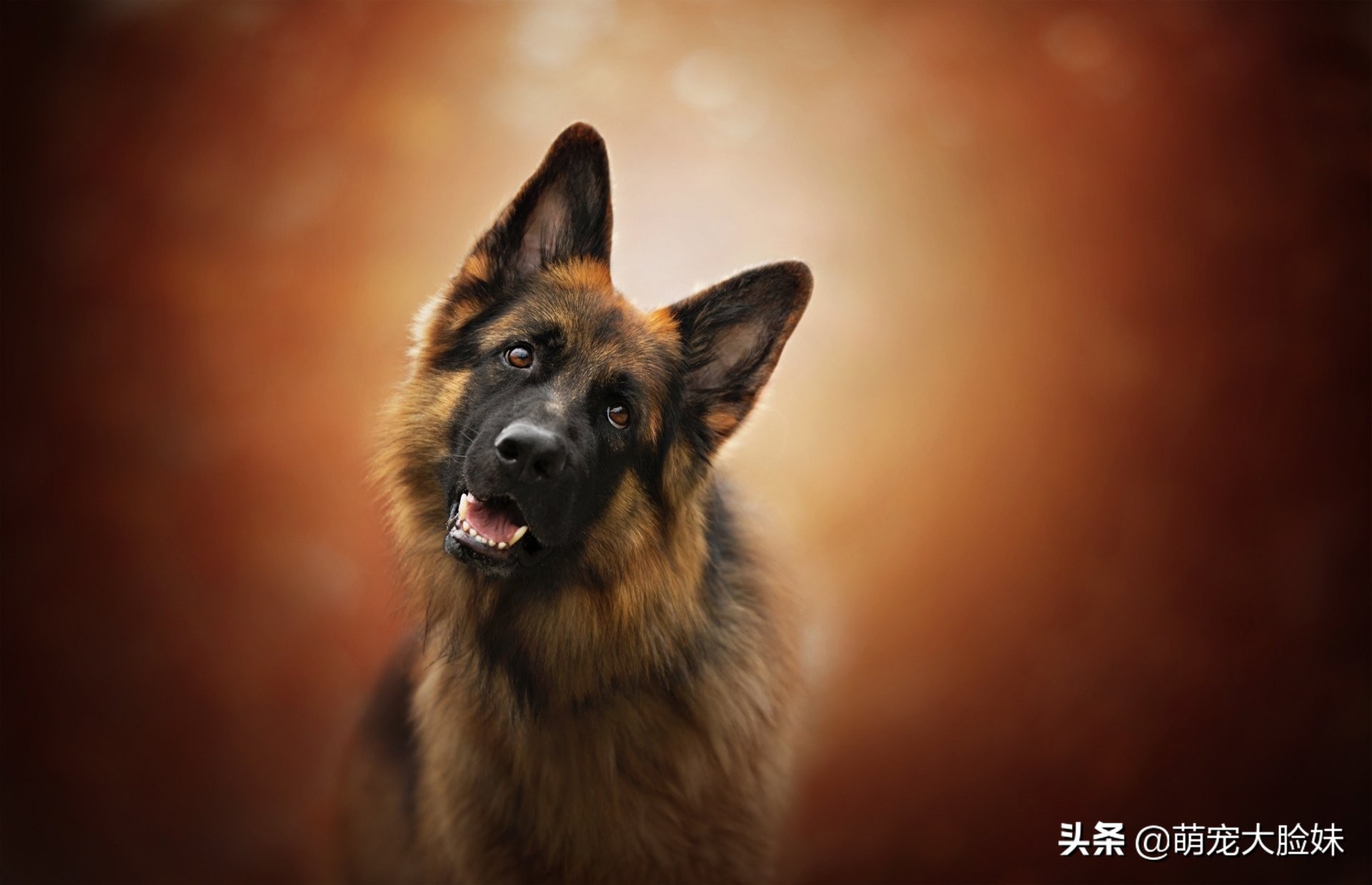 十二星座适合养什么宠物狗,十二星座最喜欢什么样的宠物狗