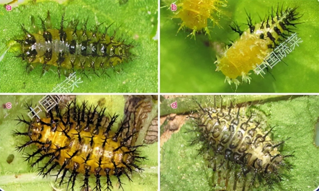 马铃薯瓢虫特点,马铃薯瓢虫吃土豆吗