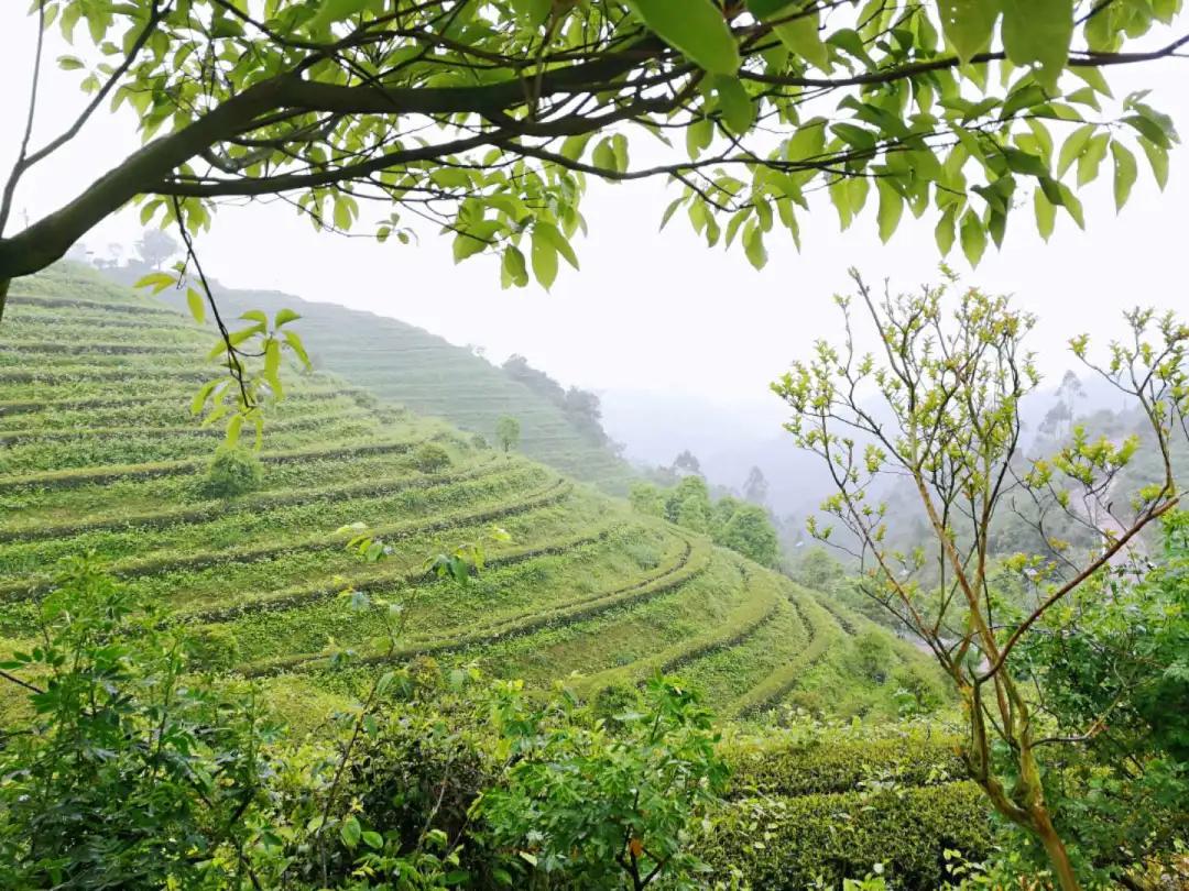 福建人游福建|厦航国旅首发团，邀您一起共赏好*光春**