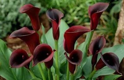 马蹄莲观赏内容,一盆马蹄莲