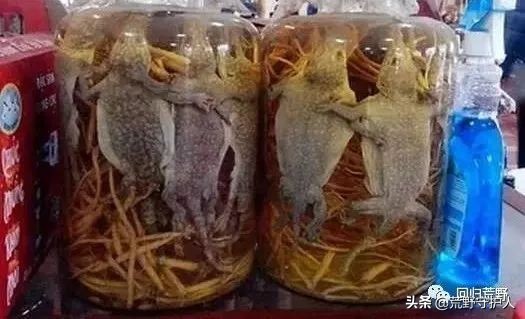 世界上最大壁虎是蛤蚧吗,世界上最大的大壁虎