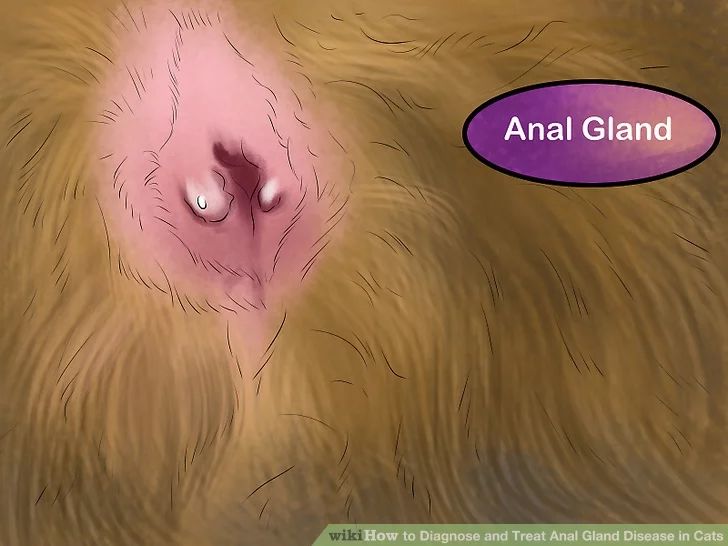 猫咪肛门腺需要治疗吗,猫咪肛门腺发炎症状