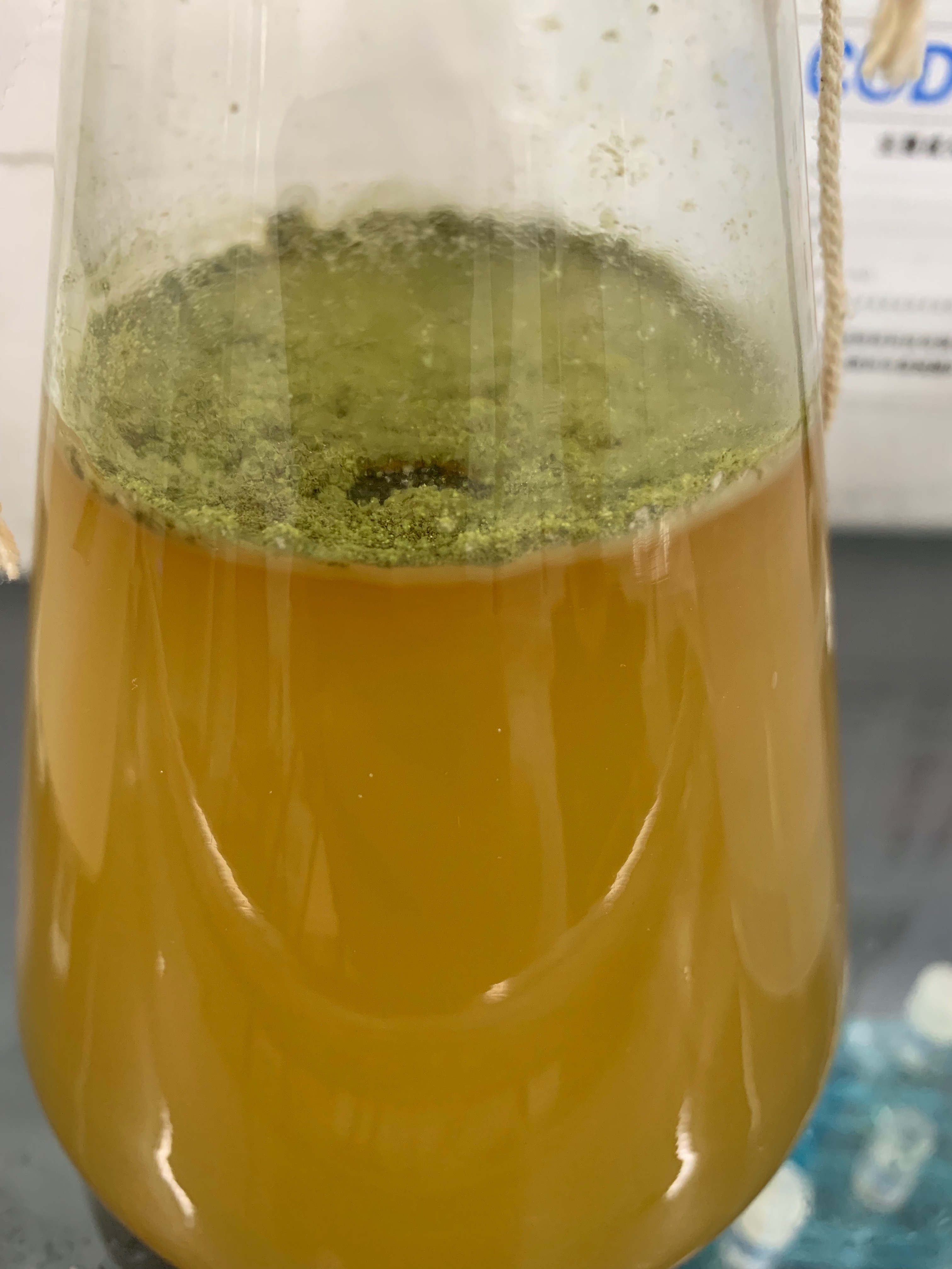 死掉的硝化菌,用了硝化菌鱼大量死亡