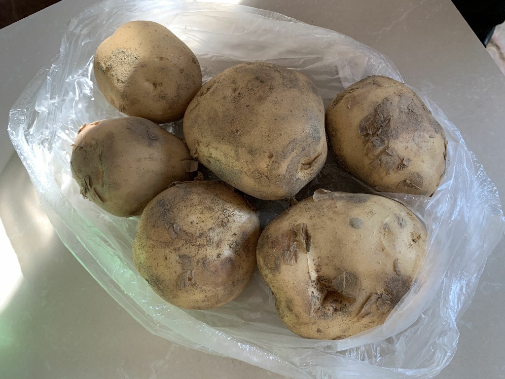 发芽的土豆还能不能种了,生根发芽的土豆能吃么