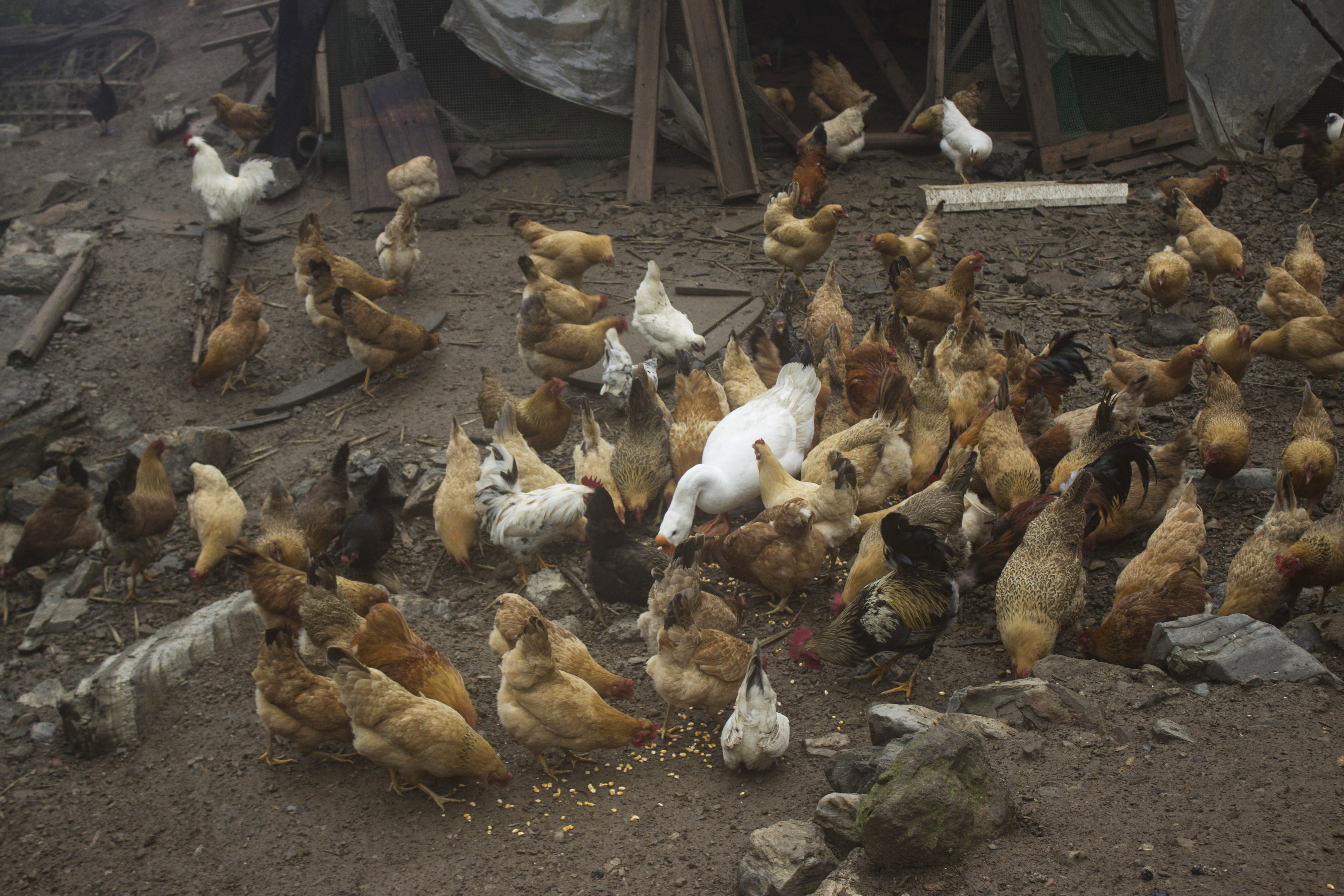 养殖2000只土鸡的成本与利润,怎么养土鸡赚钱