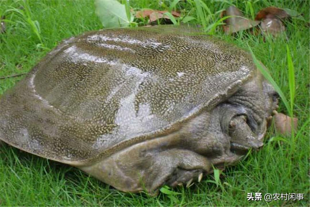 甲鱼养殖项目存在困难问题,甲鱼养殖技术甲鱼不吃食