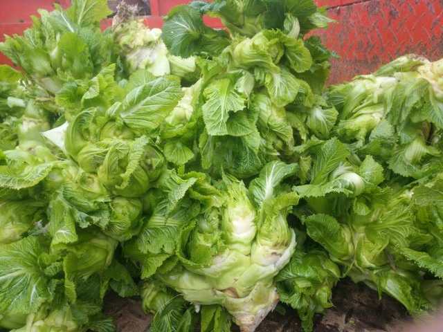 儿菜病虫害图片大全,儿菜优良品种种植技术