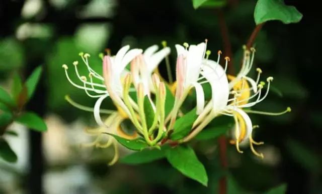 阳台养3种花足矣,阳台盆栽这3种菜容易存活