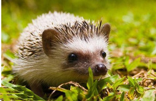 野生刺猬违法吗,野生刺猬保护动物家养犯法吗