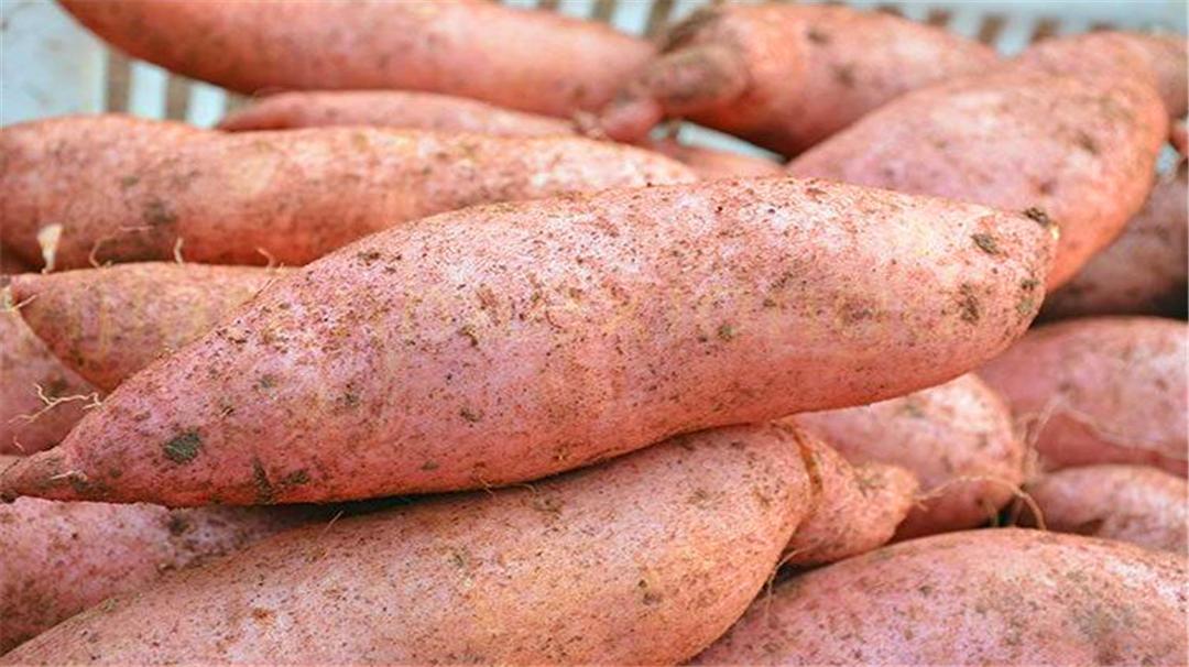 教你红薯干最好吃的做法不用晾晒,红薯干的做法不用烤箱不用太阳晒