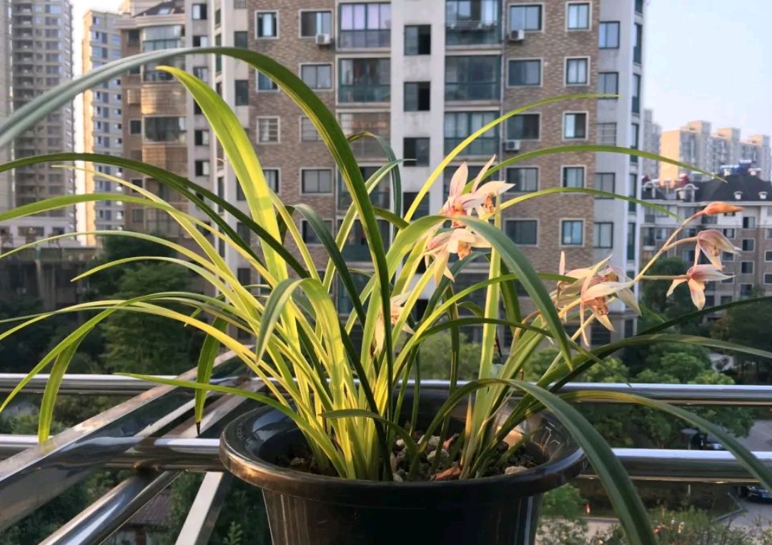 建兰艳阳红买回来怎样上盆,建兰红满天兰花什么时候长花苞