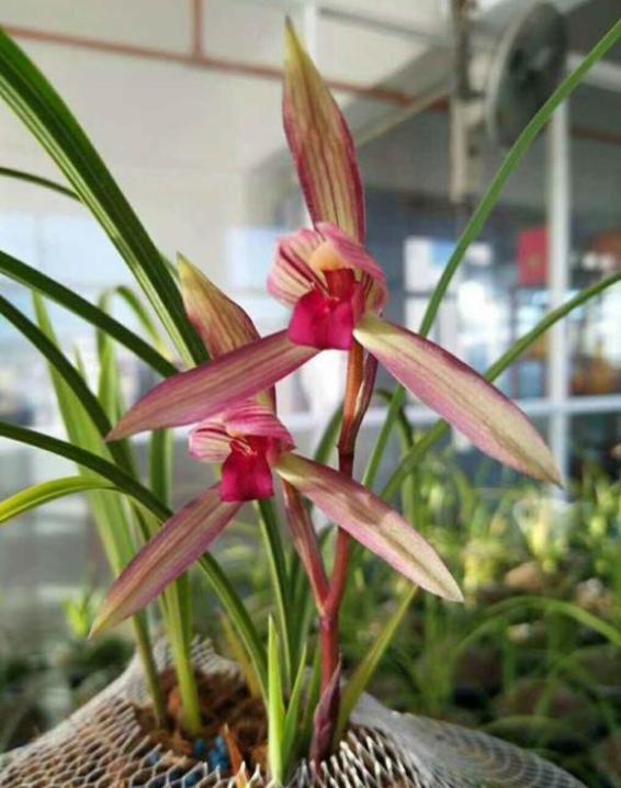 滇红素兰花欣赏,滇红素兰花怎样开的叶子红