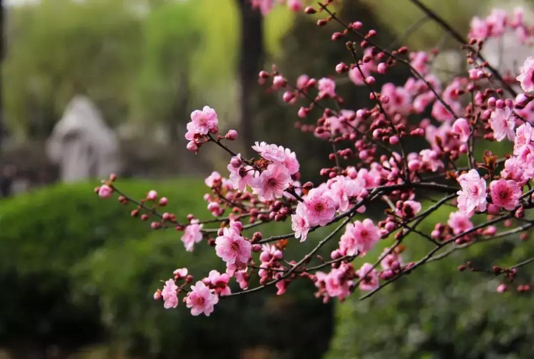 好书推荐快来领取你的宝藏书单,100种百花图谱大全