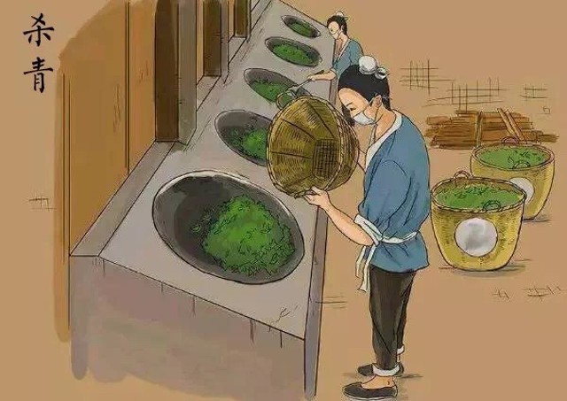 普洱生茶与熟茶哪个更适合入门,关于普洱茶生茶和熟茶的区别知识