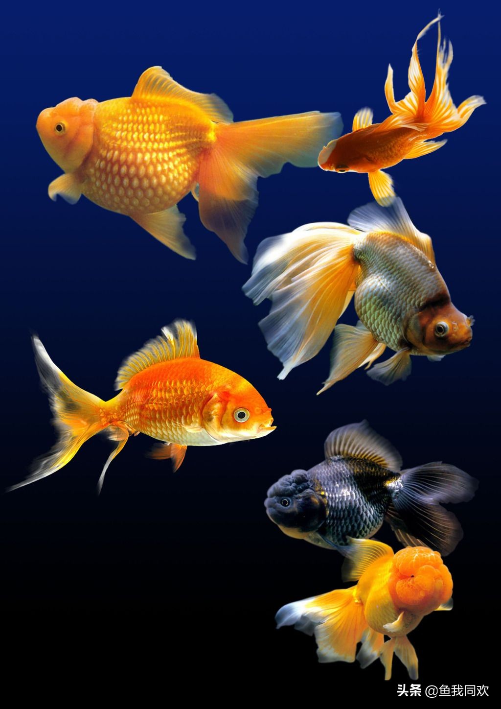 红虎头金鱼饲养方法,鹤顶红金鱼饲养方法