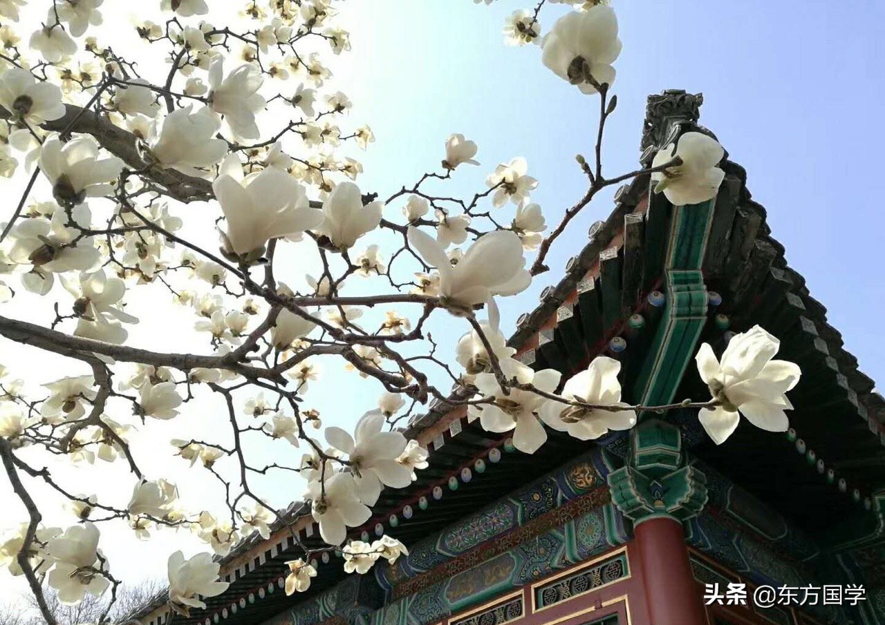 @所有人,周末一起赏玉兰,五处北京玉兰美景