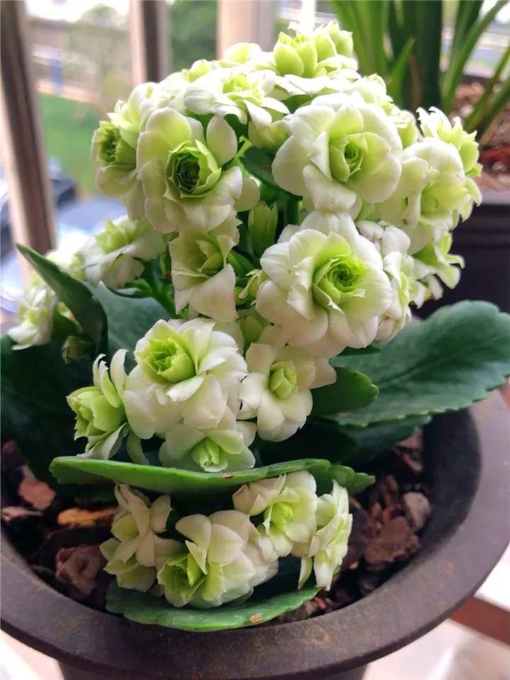 长寿花，寓意好、开花漂亮，花期长，品种多达300个