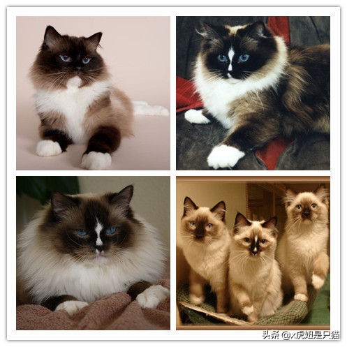 布偶猫繁育颜色,布偶猫如何繁育最好的品相