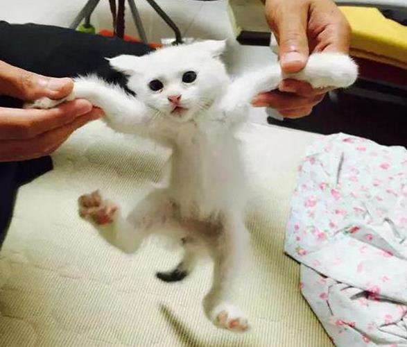 中华田园猫和狸花猫有什么区别,古代中华田园猫排行