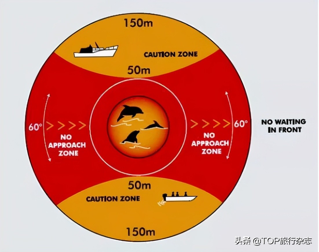 北海游玩观鲸,广西观鲸