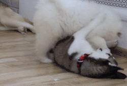 别再说笼养狗狗不好了,小恶魔萨摩耶