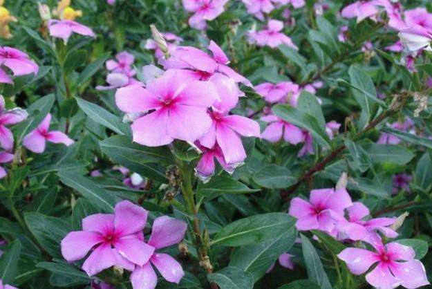 养长春花“讲究”真不少,不说还以为很好养呢?难怪养不好!