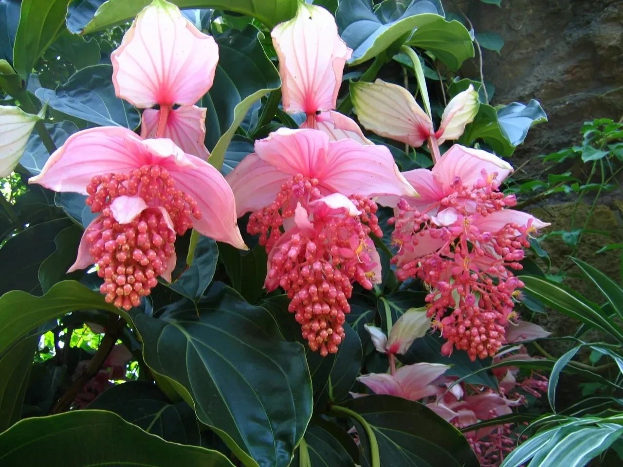 5种洋气花,什么花价格便宜又好养