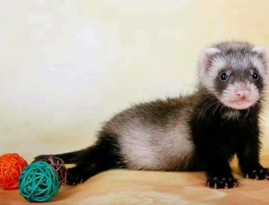 如何养好雪貂,怎么养雪貂