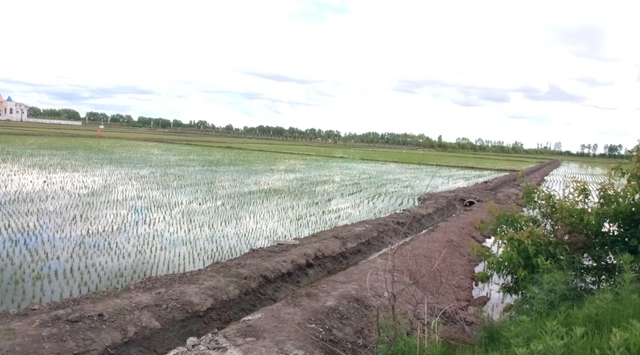 池塘泥皮怎么处理视频,池塘青苔泥皮怎么处理
