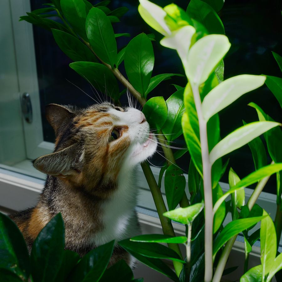大盆栽绿植对猫无毒有害吗,吊兰绿萝对猫有毒么