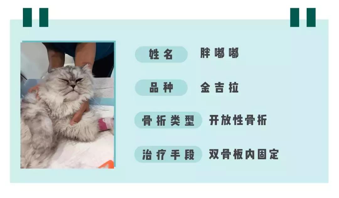猫咪狗狗骨折了怎么办？扒一扒宠物“骨子里”的那些事