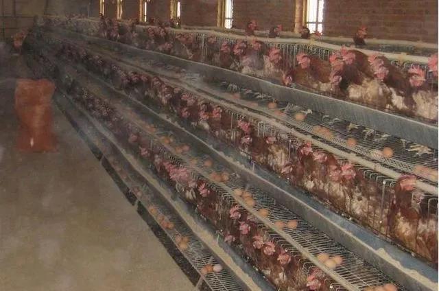 为啥阴雨天气产蛋率会不涨,蛋鸡产蛋率到70突然不升了咋办