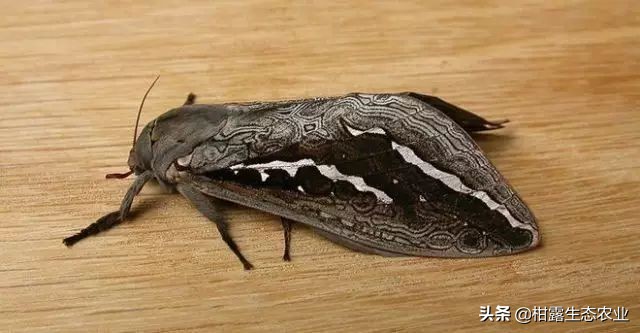 柑橘种植技术及病虫防治,种柑主要病虫害