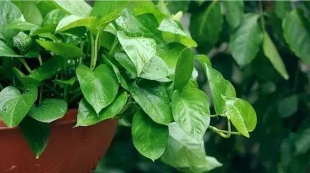 吸甲醛最好的植物排名最好养的,吸甲醛的绿植哪些最好养活